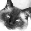 Floppycats's avatar